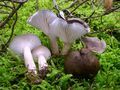 Hygrophorus camarophyllus